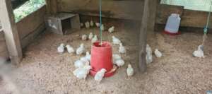Chickens delivered to school