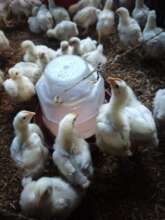 Chickens delivered to school