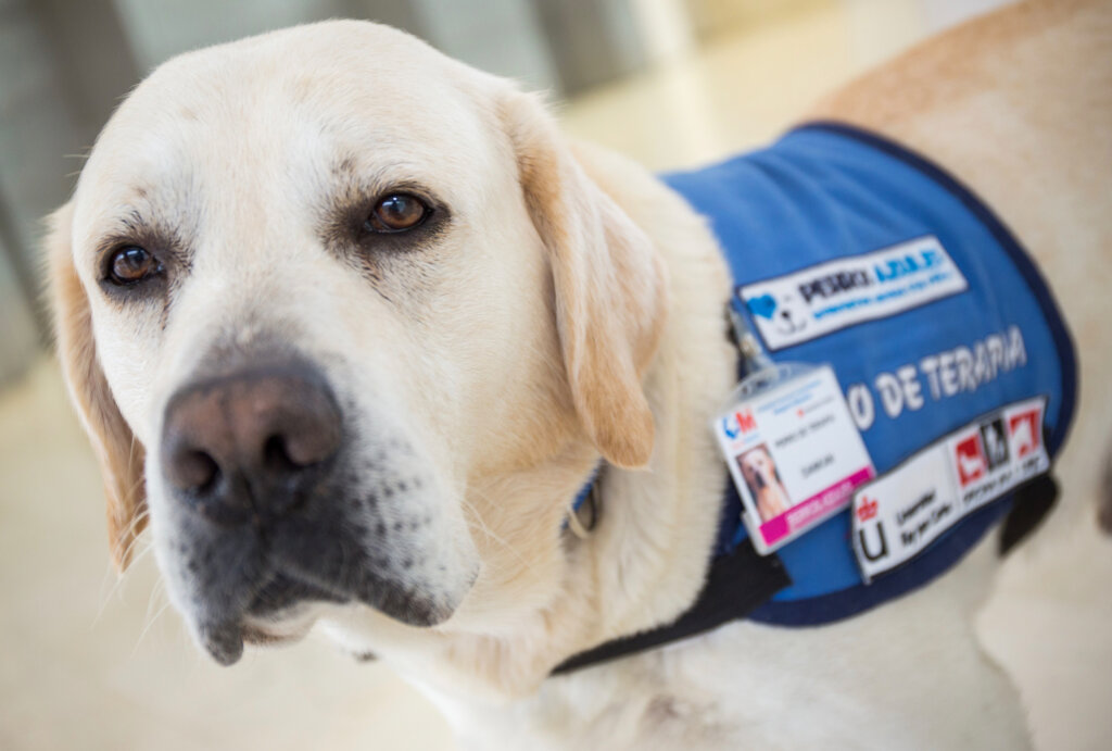 Pet therapy for children with cancer