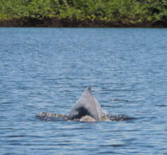 Endangered Pink Amazon River Dolphin