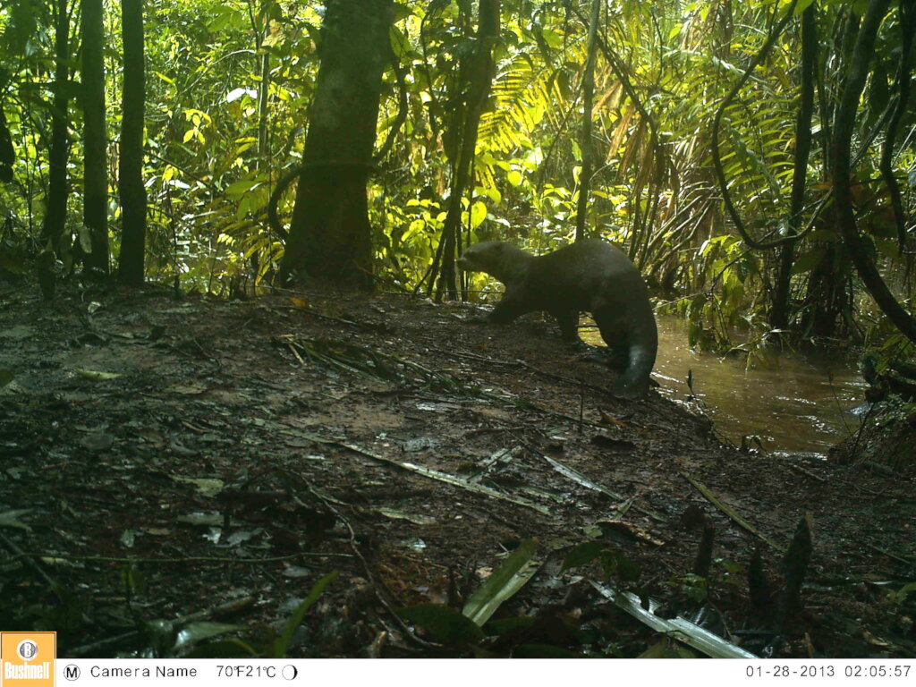 Endangered Pink Dolphins & Zoonotic Pathogens