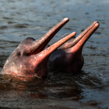 Pink Freshwater Amazon River Dolphin (endangered)
