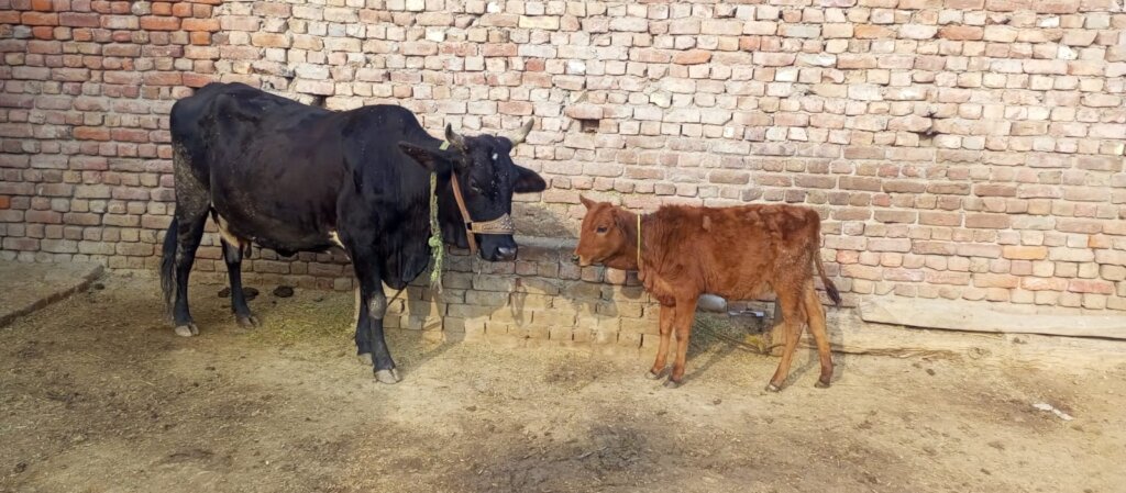 Dairy farm to provide support for street children