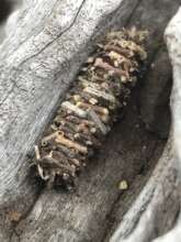 Bagworm (Psychidae) They're incredible architects!