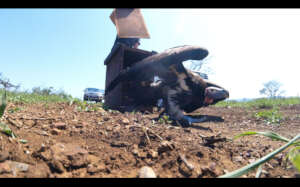Releasing a rehabilitated Lappet-faced Vulture.