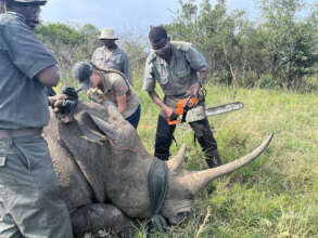 Prior to dehorning, the team prepares.