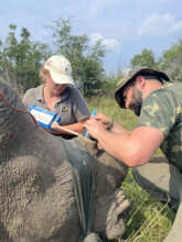 Anel and team fit a horn pod (a tracking device).