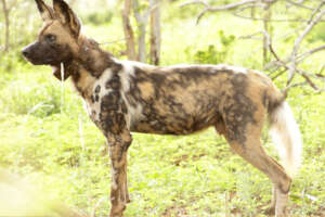 Wild Dog with an Anti-Snare Collar