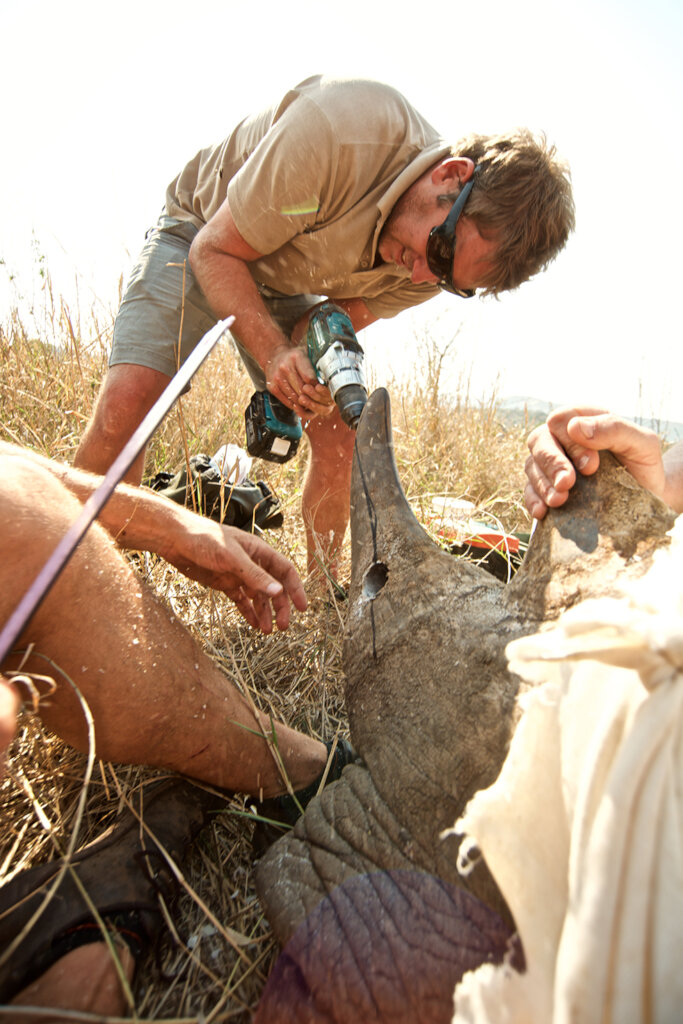 Join Wildlife ACTive, Prevent Animal Poaching