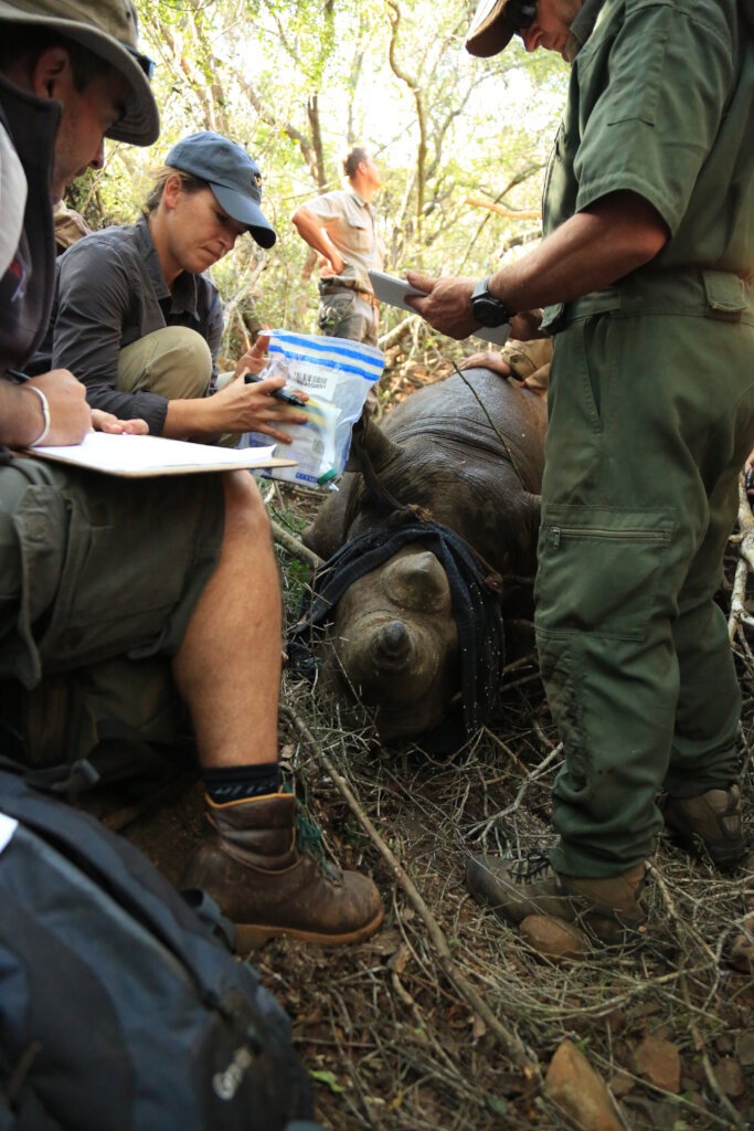 Dehorning a Black rhino in order to keep it safe.