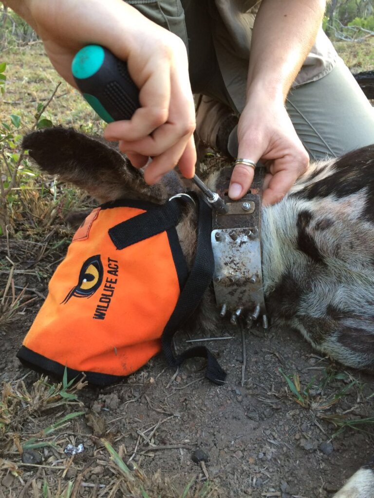 African Wild Dog:Fitting a VHF Anti-Snare collar.