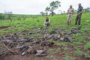 African White-backed Vulture poisoning.