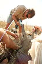 Fitting a tracking unit to a Rhino for security.