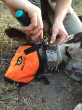 African Wild Dog:Fitting a VHF Anti-Snare collar.