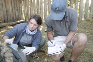 Fitting a horn pod (tracking device) to a Rhino.