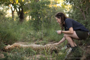 Cheetah relocation to aid genetic diversity.