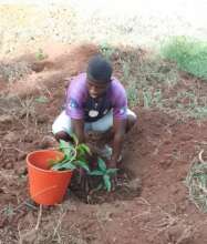 Planting 1000 Fruit-Bearing Trees for Tsaranoro