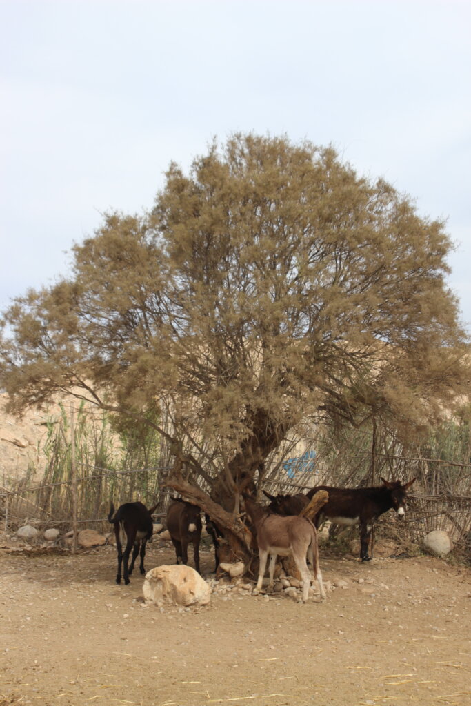Support 30 rescued horses and donkeys in Morocco