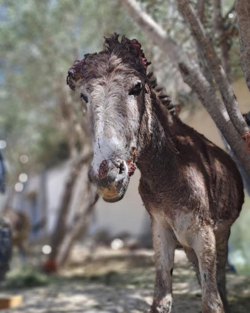 Support 30 rescued horses and donkeys in Morocco