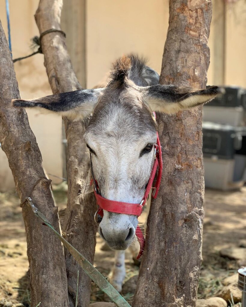 Support 30 rescued horses and donkeys in Morocco