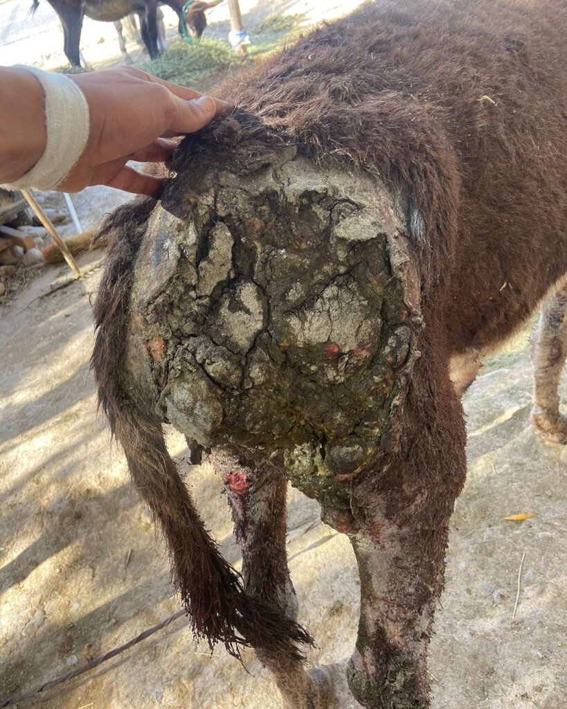 Support 30 rescued horses and donkeys in Morocco