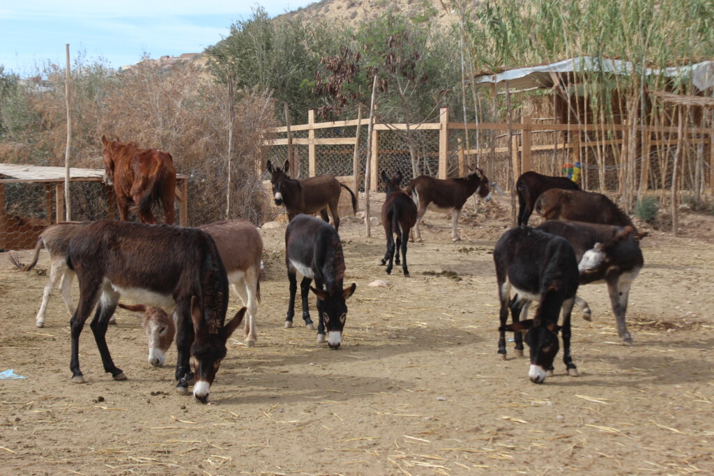 Support 30 rescued horses and donkeys in Morocco