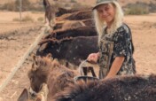 Support 30 rescued horses and donkeys in Morocco