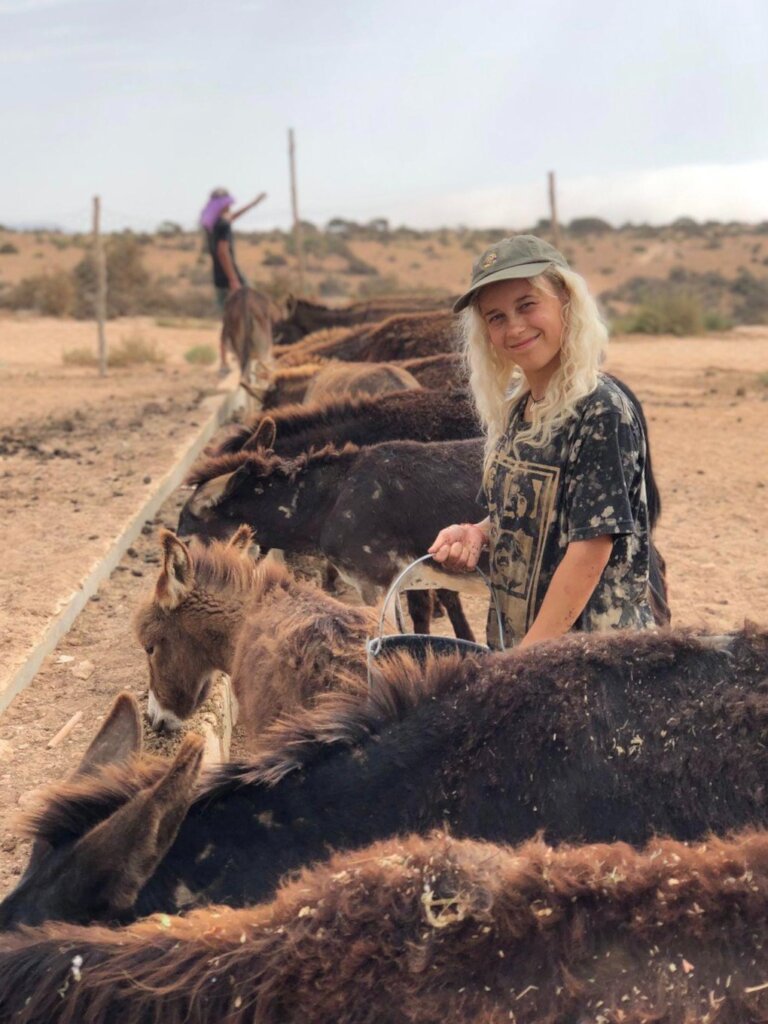 Support 30 rescued horses and donkeys in Morocco