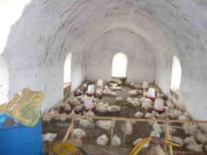 NV chicken house interior