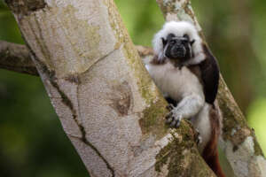 Critically Endangered Cotton Topped Tamarin