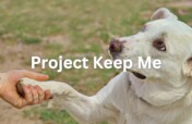 Safe Haven for Pets of Domestic Violence Survivors
