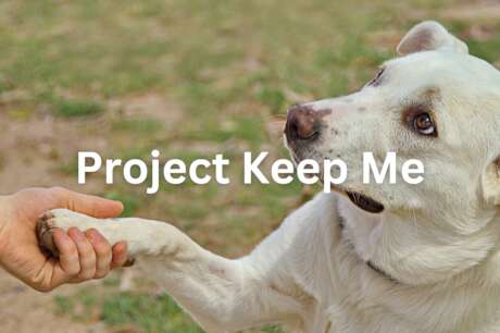 Safe Haven for Pets of Domestic Violence Survivors