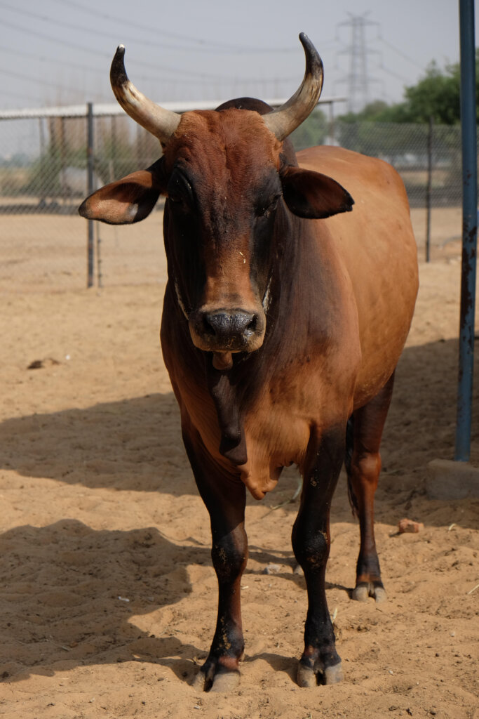 Help Us Rescue Working Animals in Desperate Need - GlobalGiving