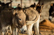 Help Us Rescue Working Animals in Desperate Need