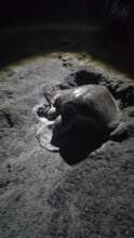 Turtle nesting