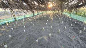 Hatchery