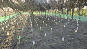 Hatchery