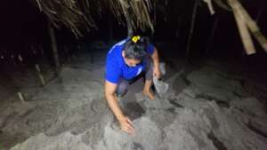 Incubating eggs