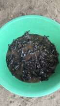 See turtle juvenils