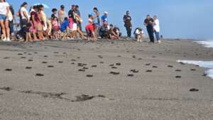 Releasing juveniles