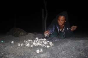 Collecting eggs