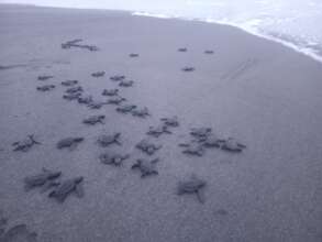 hatchlings