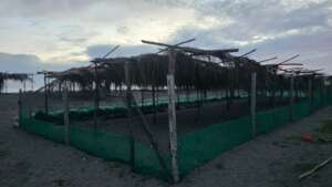 Hatchery