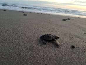 Hatchling
