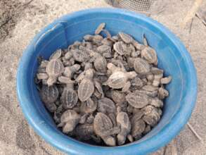 Hatchlings