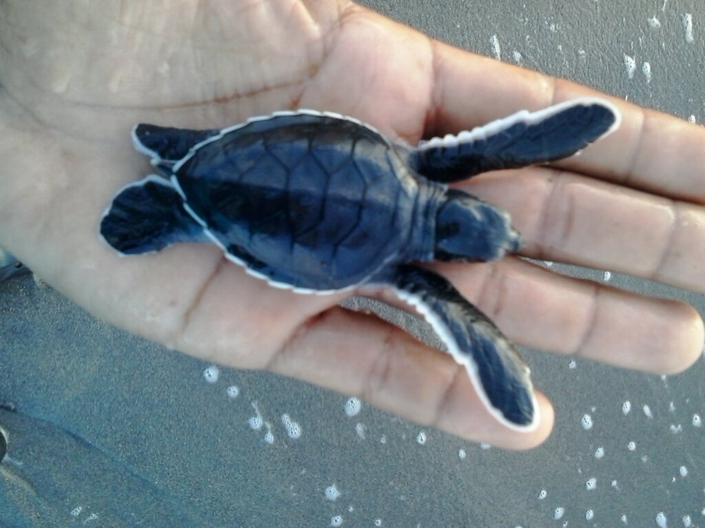 Support Sea Turtle Conservation in El Salvador