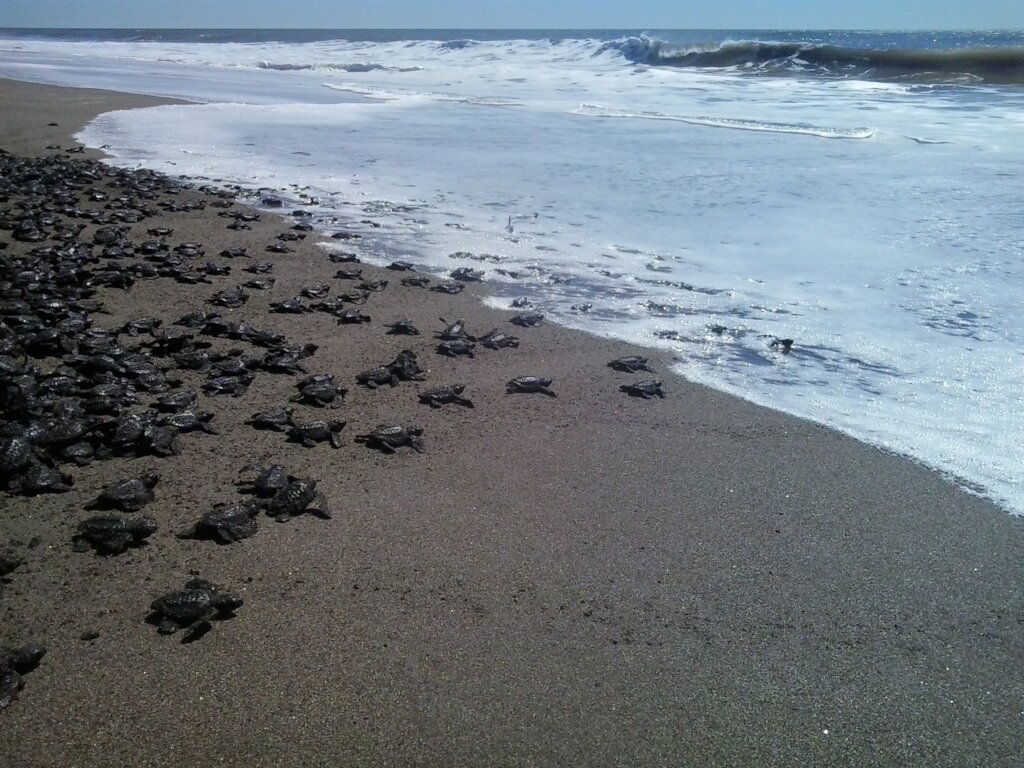 Support Sea Turtle Conservation in El Salvador