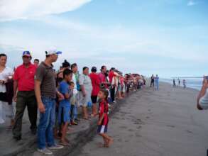 Releasing sea turtle babies