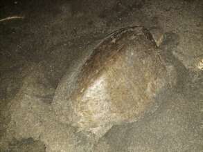 turtle