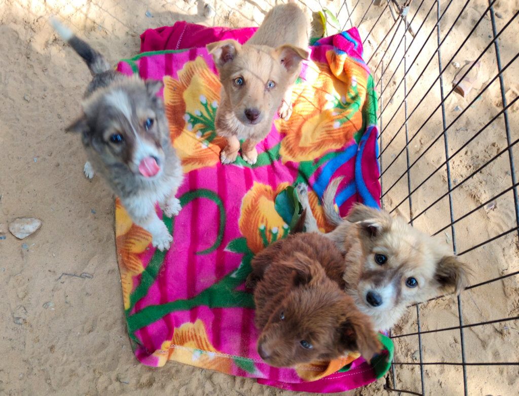 Puppies play in the winter sun to aid recovery